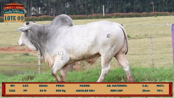 Lote LOTE 9