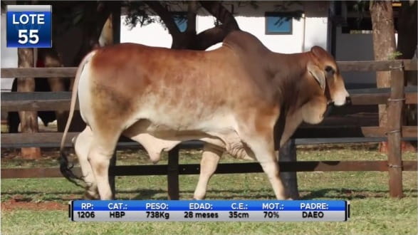 Lote TOROS BRAHMAN  -LOTE 55