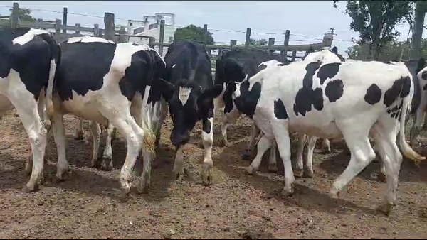 Lote 50 Novillos Holando en Cuchilla Seca