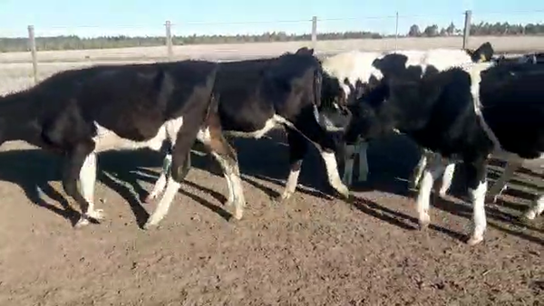 Lote 9 Terneros Holando