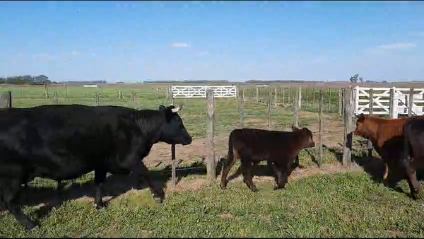 Lote 13 Vacas C/ gtia de preñez en Catriló, La Pampa