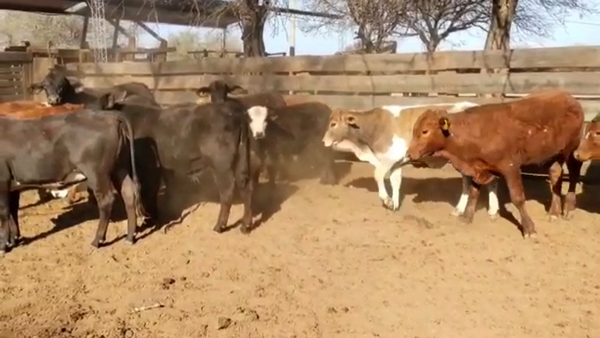 Lote 114 Terneros/as en Monte Quemado, Santiago del Estero