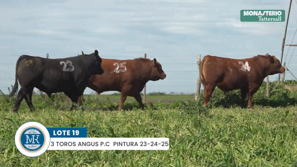 Lote "ME KEN" TOROS P.C