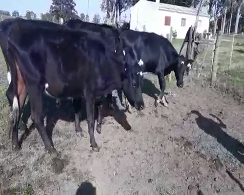 Lote 4 Vaquillonas  HOLANDO 430kg - , San José