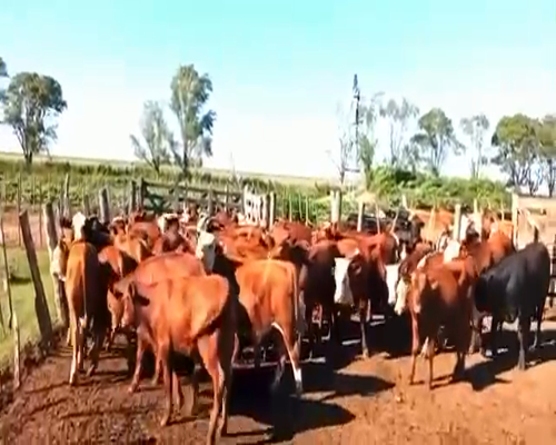 Lote 43 Terneros en Rosales, Córdoba