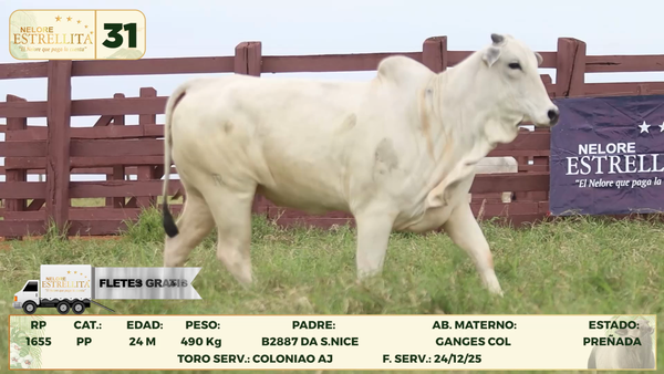 Lote LOTE 31