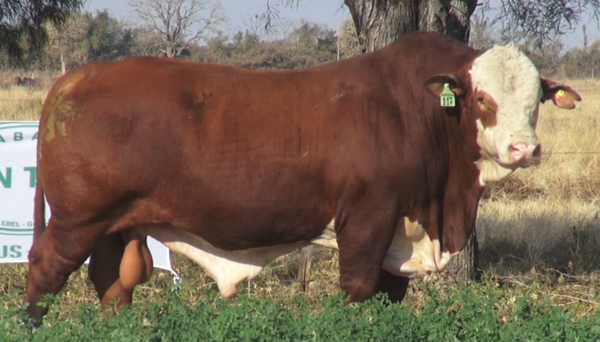 Lote TOROS(CORRAL 20)BRAFORD "CABAÑA DON TOTO"