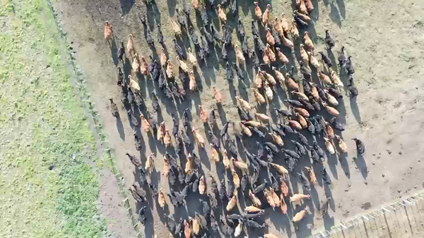 Lote 80 Vacas usadas preñadas