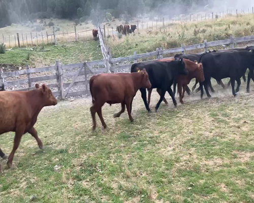 Lote 44 Novillo Engorda en Río Ibáñez, XI Región Aysén