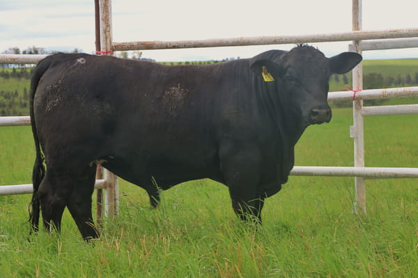 Lote Toros, Tacuarembó