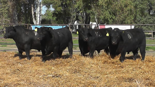 Lote TOROS ANGUS NEGROS PC