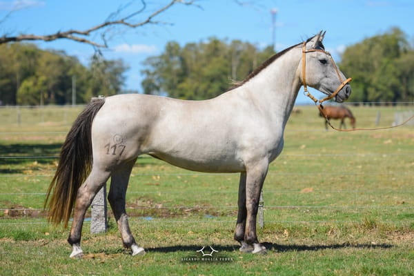 Lote RP 117 - Fantasia