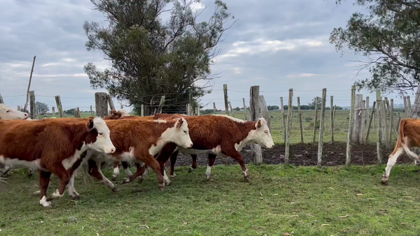 Lote VAQUILLONAS 1 a 2 AÑOS
