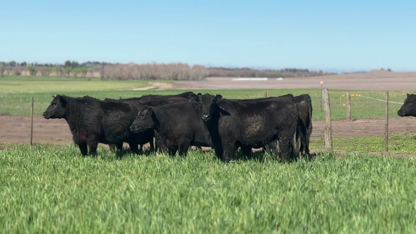 Lote 10 Vaquillonas G/P generales