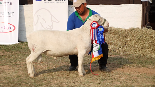 Lote Lote 38 - Ovinos