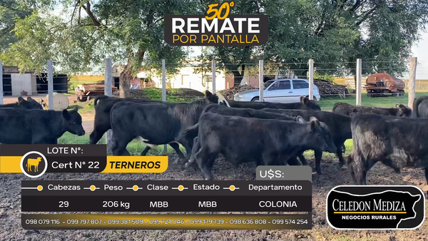 Lote 29 Terneros en Agraciada, Colonia