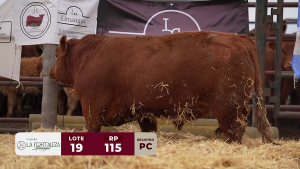 Lote TORO PC