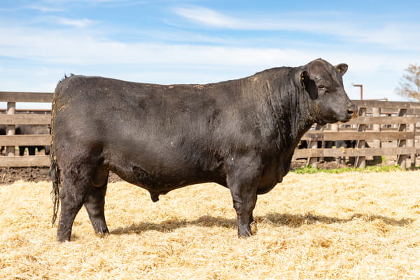 Lote Toro PP