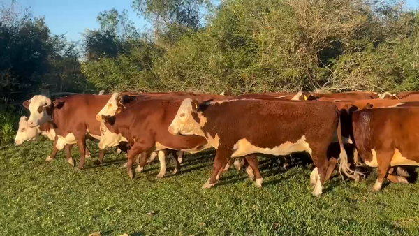 Lote 35 Vaca Consumo en Corrientes, Curuzú-Cuatiá
