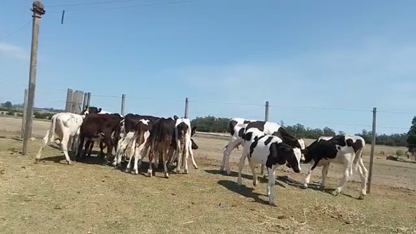 Lote 13 Terneros Holando 100kg - , San José