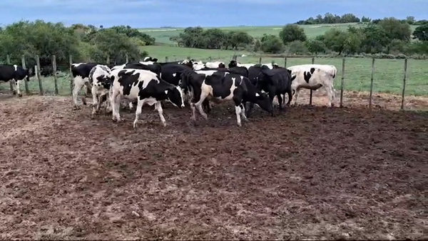 Lote NOVILLOS HOLANDO