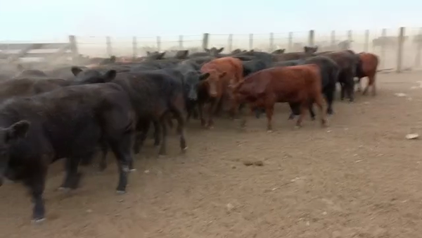 Lote 60 Terneros/as en Guaminí, Buenos Aires