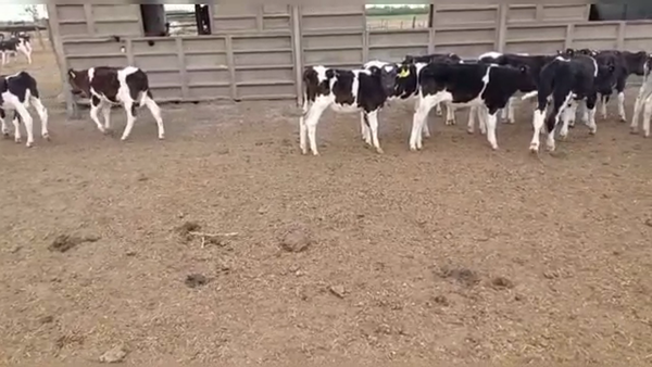 Lote 23 Terneros Holando Argentino en Brinkmann, Córdoba