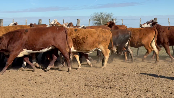 Lote 127 Vacas nuevas Preñadas en Corrientes, Paso de Los Libres