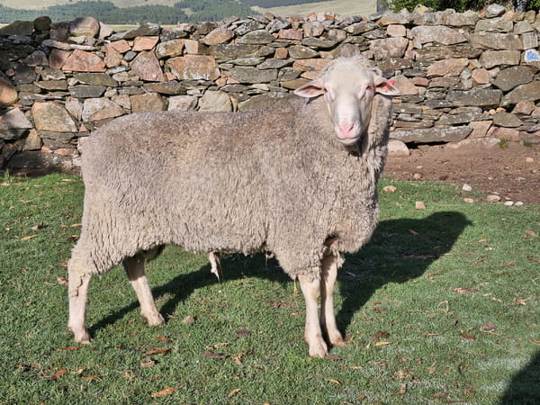 Lote (Vendido)Carneros, Lavalleja