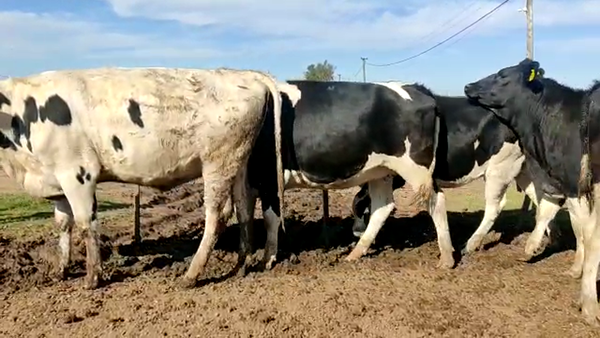 Lote Vaquillonas Para Entorar - Agropecuaria Mercol