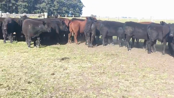 Lote 35 Novillitos