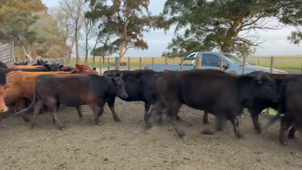 Lote 90 Vaquillonas preñadas en Gral. Lamadrid, Buenos Aires