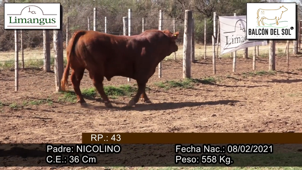 Lote Toro PC