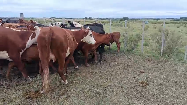 Lote 56 Piezas de cría, San José