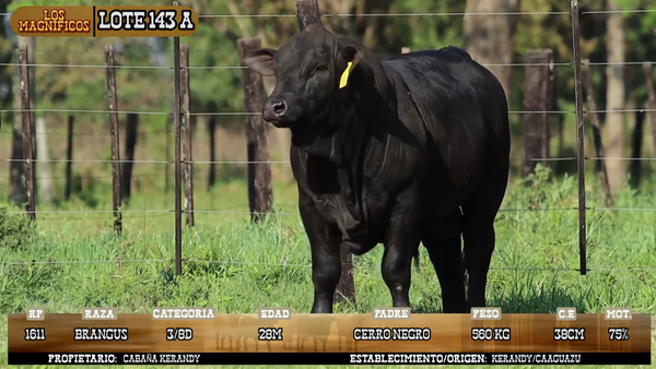 Lote LOTE 143 A