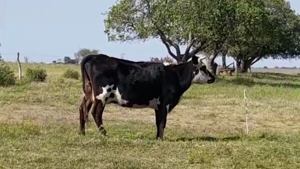 Lote (Vendido)Vacas de Invernada 430kg -  en POLANCOS