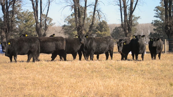 Lote Cabaña Don Felix: VAQUILLONAS ANGUS P.C.
