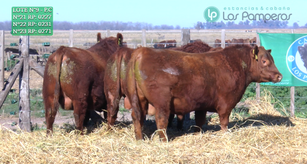 Lote TOROS PUROS CONTROLADOS