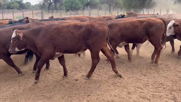 Lote 70 Novillos en Juan José Castelli, Chaco