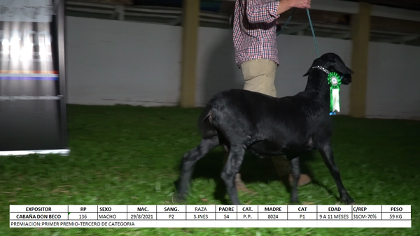 Lote Santa Inés Expo Internacional 2022 - Lote 26