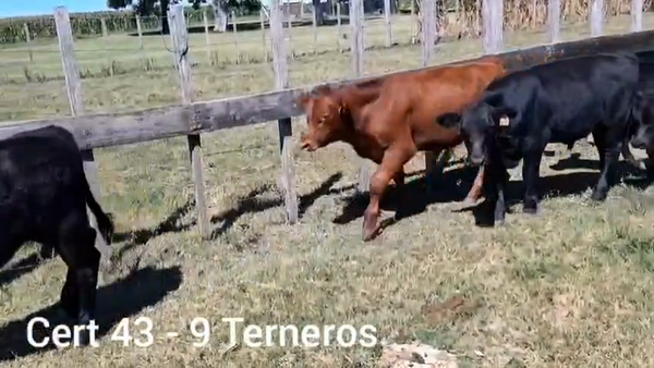 Lote TERNEROS