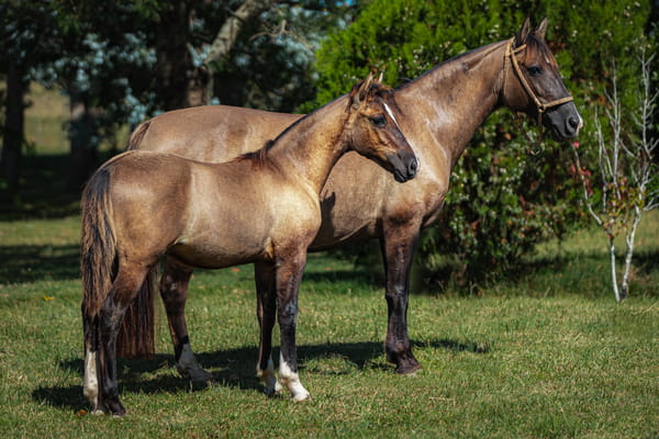 Lote Tobogan Lapinta
