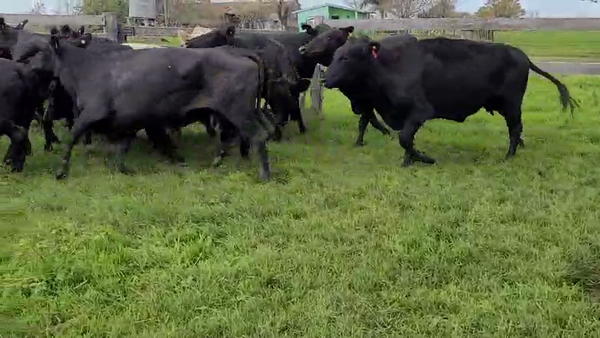 Lote 23 Vacas de invernar en Villaguay, Entre Ríos