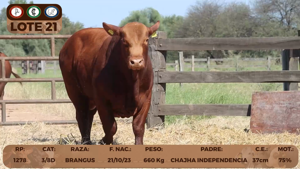 Lote LOTE 21