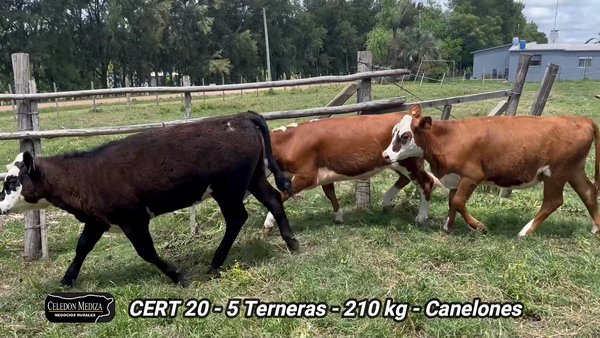 Lote 5 Terneras en Canelones