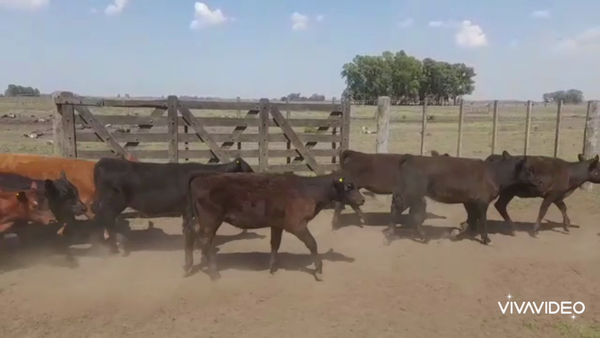Lote 70 Terneras en La Plata, Buenos Aires