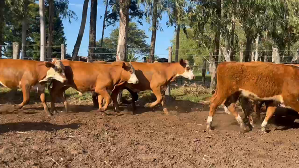 Lote 90 Terneros en Corrientes, Col. Libertad