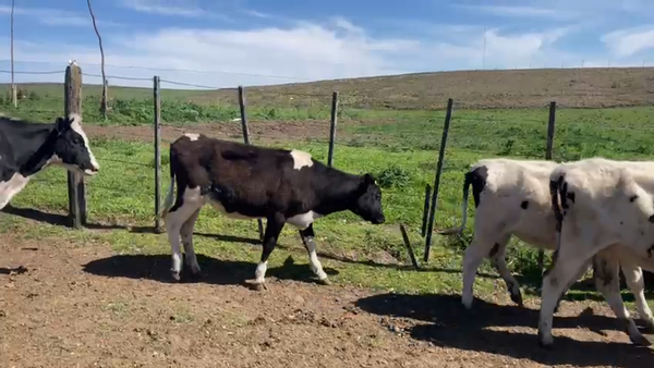 Lote 42 VAQ. O/N, TANDIL, PCIA. BS. AS.