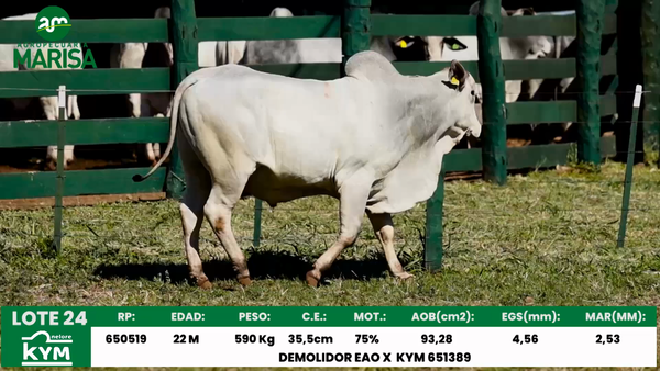 Lote Lote 24