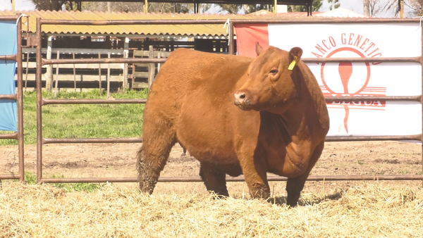 Lote VAQUILLONAS ANGUS  PP